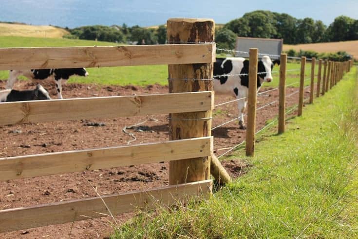 Cattle Fence