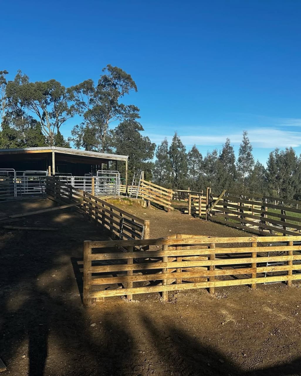 Cattle Pens-2