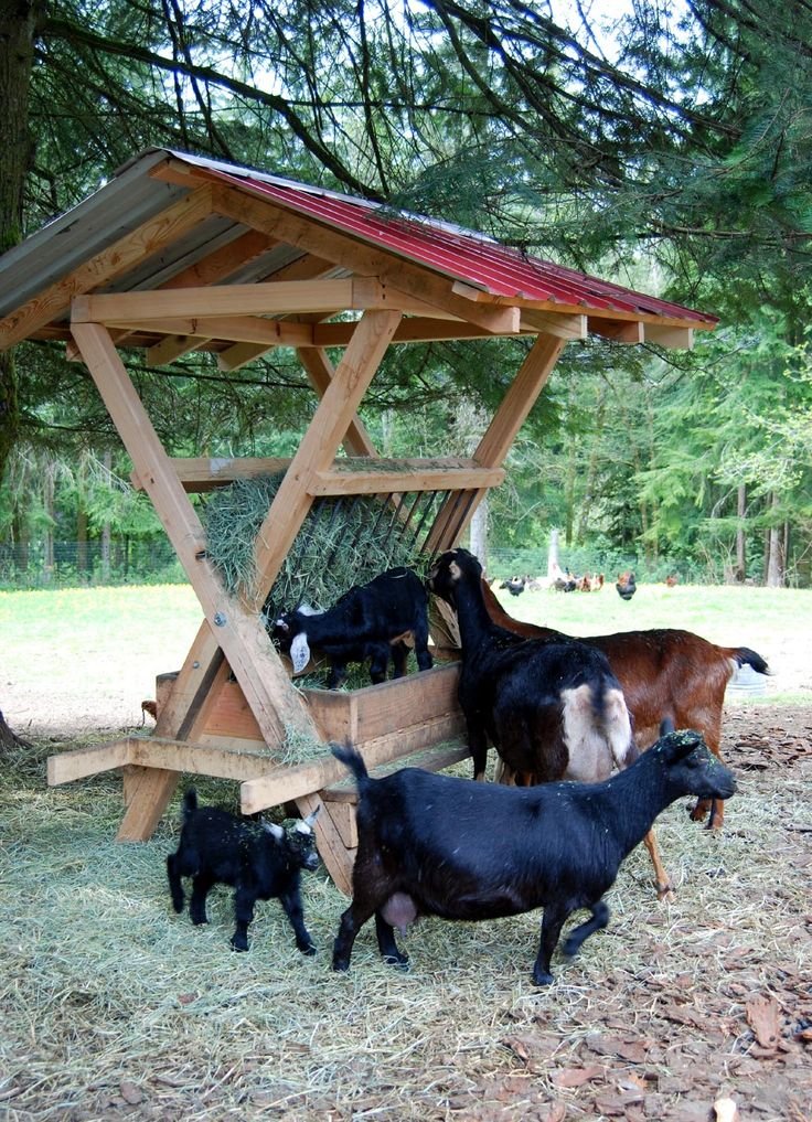 Goat Feeder