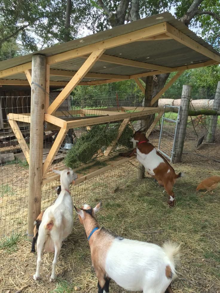 Goat Fence Feeder