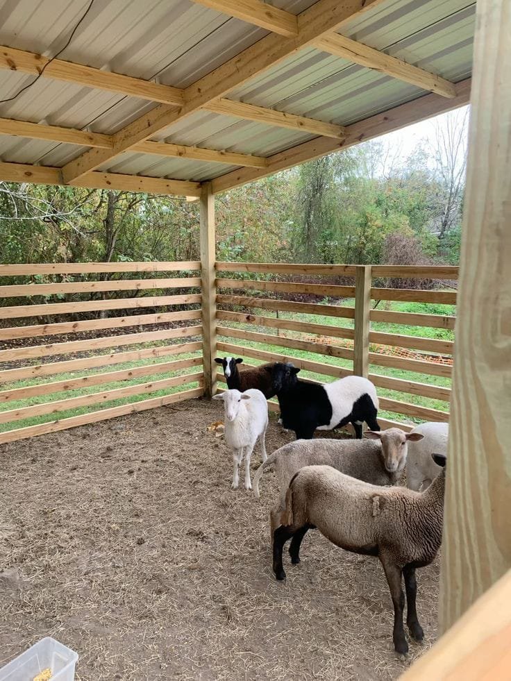 Sheep Shed